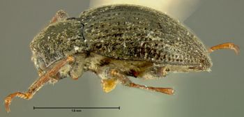 Media type: image;   Entomology 24461 Aspect: habitus lateral view